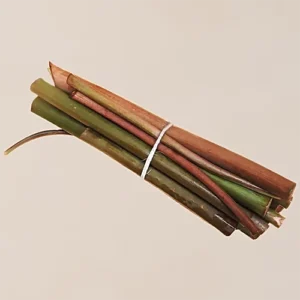 olocasia Stem - Organically Grown, 10 pcs