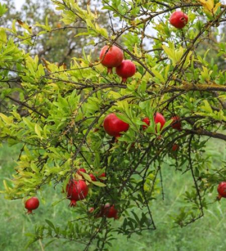 autumn-fruits-hanging-tree-branch-garden (1) (1)