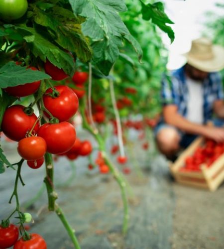 organic-food-farm (1)