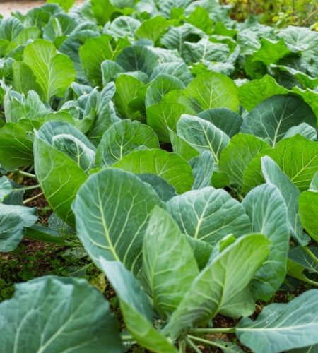 vegetable-patch (1)